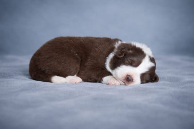 Les chiots de Border Collie
