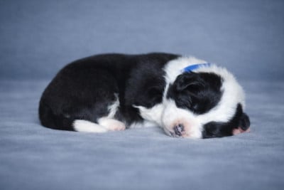 Les chiots de Border Collie