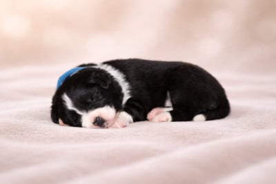 Les chiots de Border Collie