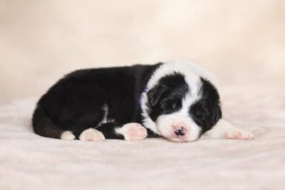 Les chiots de Border Collie