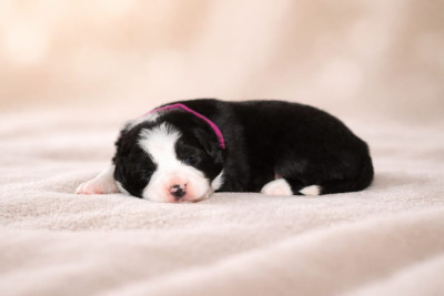 Les chiots de Border Collie