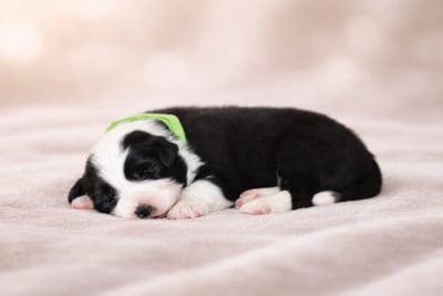 Les chiots de Border Collie