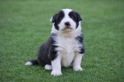 Les chiots de Border Collie
