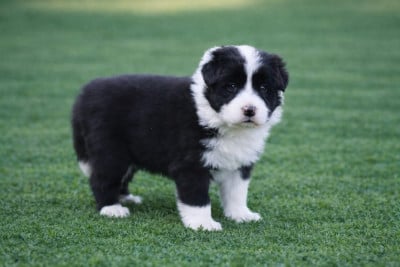 Les chiots de Border Collie