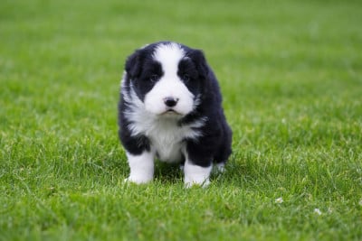 Les chiots de Border Collie