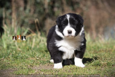 Les chiots de Border Collie