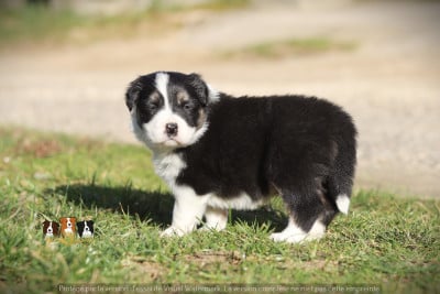 Les chiots de Border Collie