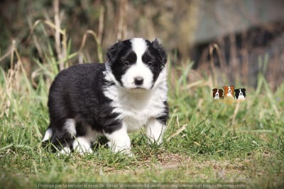 Les chiots de Border Collie