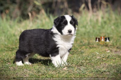 Les chiots de Border Collie