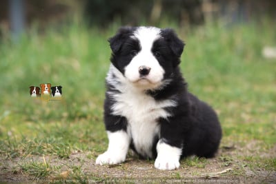 Les chiots de Border Collie