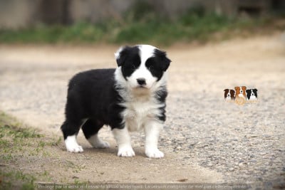 Les chiots de Border Collie