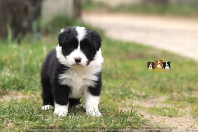Les chiots de Border Collie