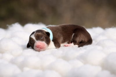 Les chiots de Border Collie