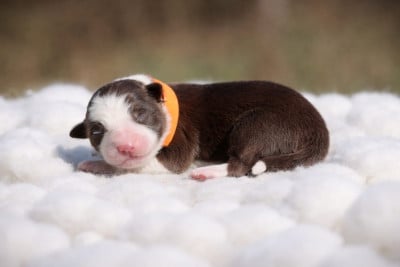 Les chiots de Border Collie