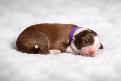 Les chiots de Border Collie