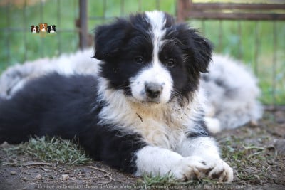 Les chiots de Border Collie