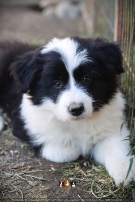 Les chiots de Border Collie