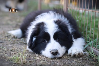 Les chiots de Border Collie