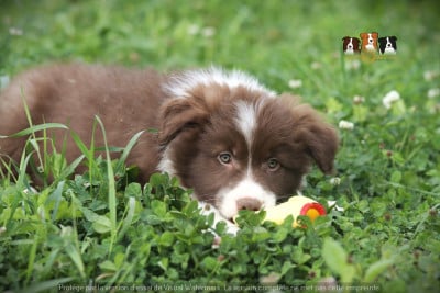 Les chiots de Border Collie