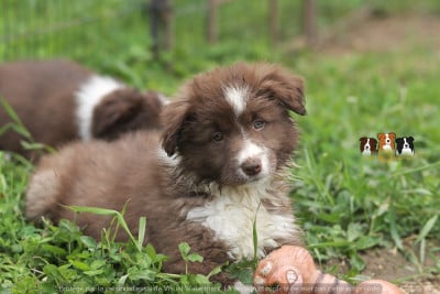 Les chiots de Border Collie