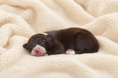 Les chiots de Border Collie