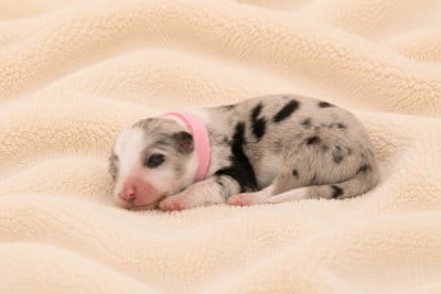 Les chiots de Border Collie