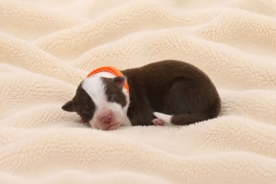 Les chiots de Border Collie