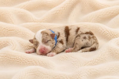 Les chiots de Border Collie