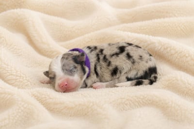 Les chiots de Border Collie