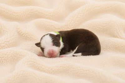 Les chiots de Border Collie