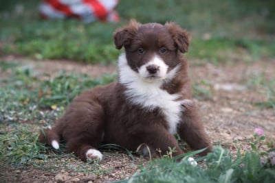 Les chiots de Border Collie