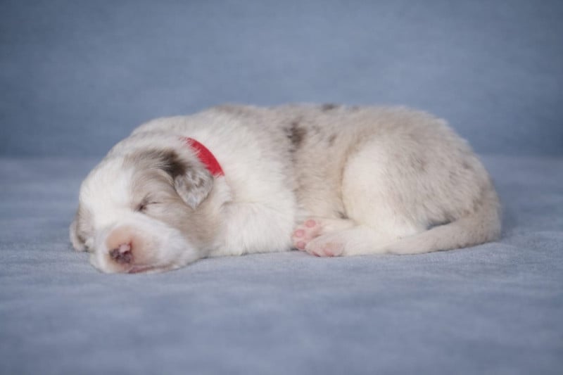 Border Collie - Slice Of Heaven