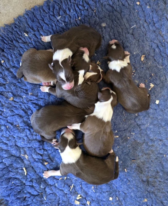 Border Collie - Slice Of Heaven