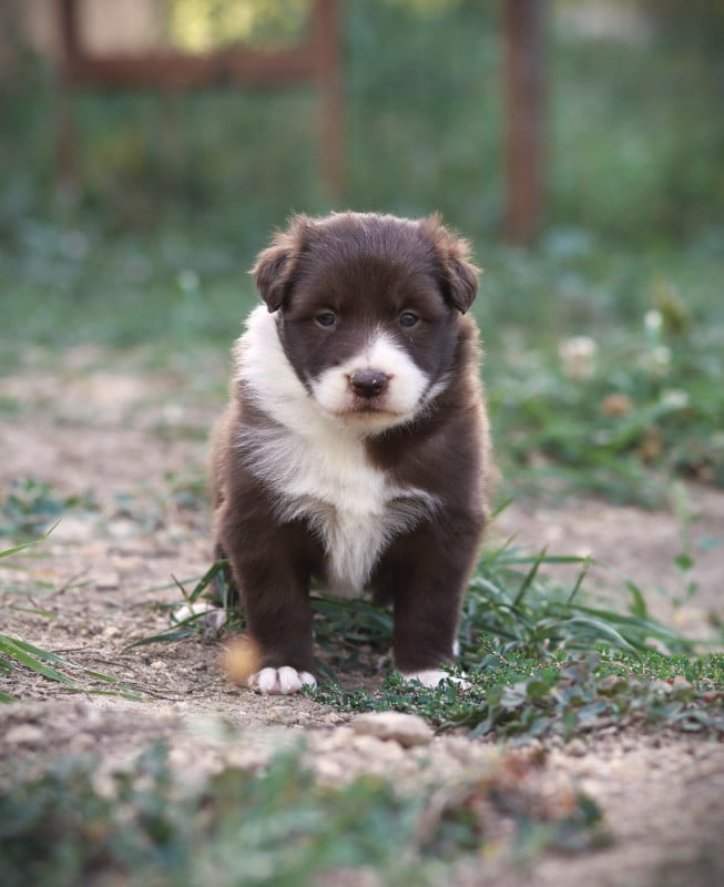 Border Collie - Slice Of Heaven