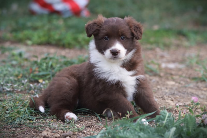 Border Collie - Slice Of Heaven