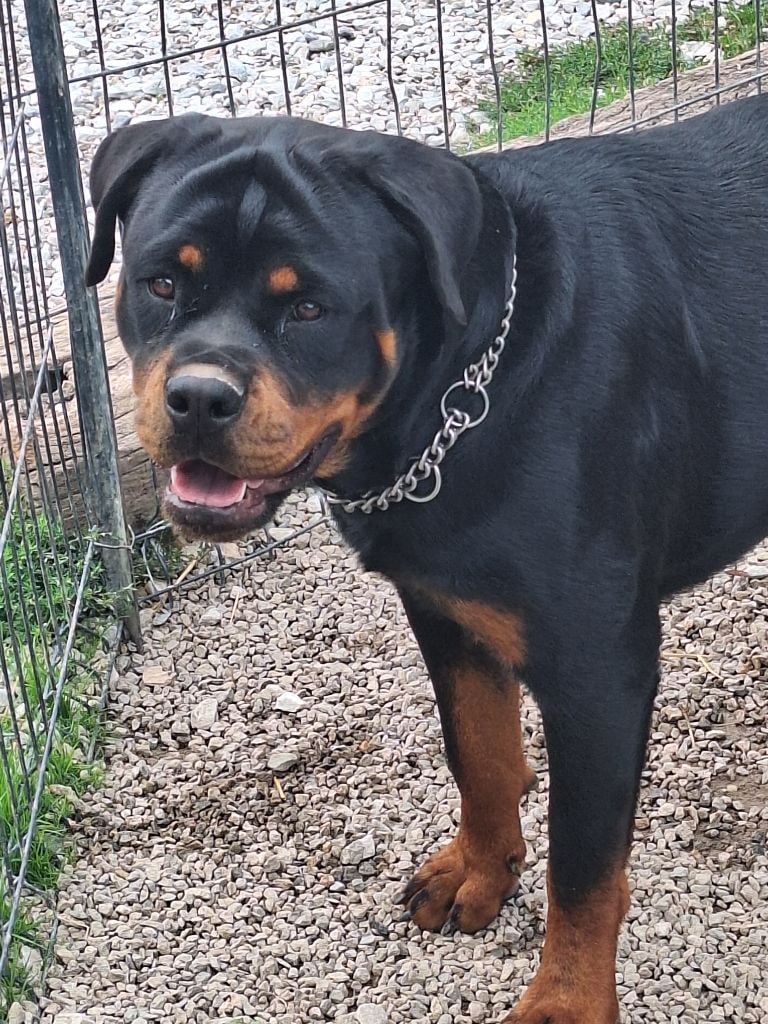 V'zara (venus) Of Holly's Kingdom