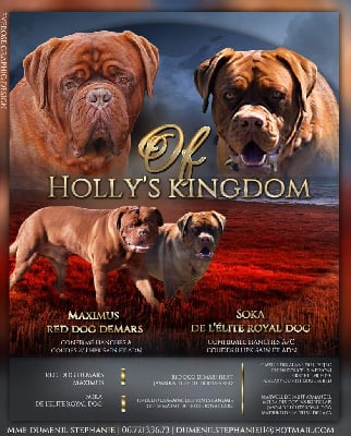 Of Holly's Kingdom