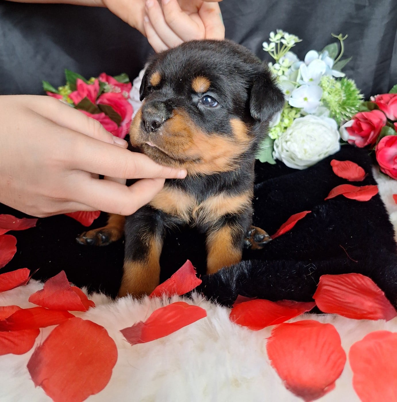 Femelle collier violet