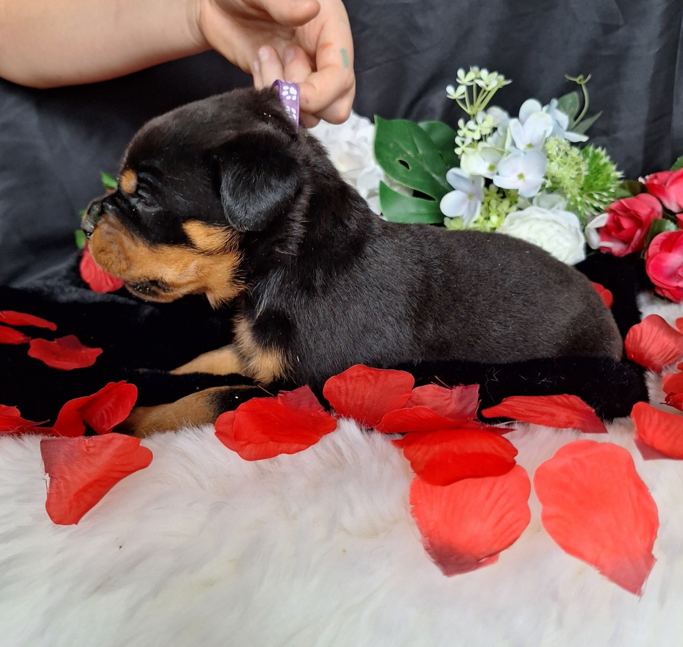 Femelle collier violet