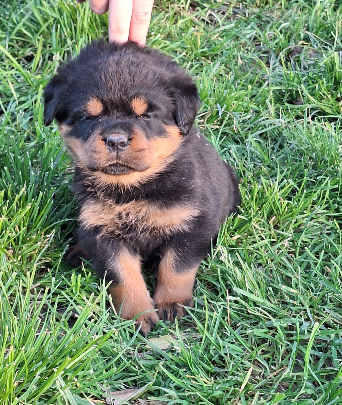 Femelle collier orange