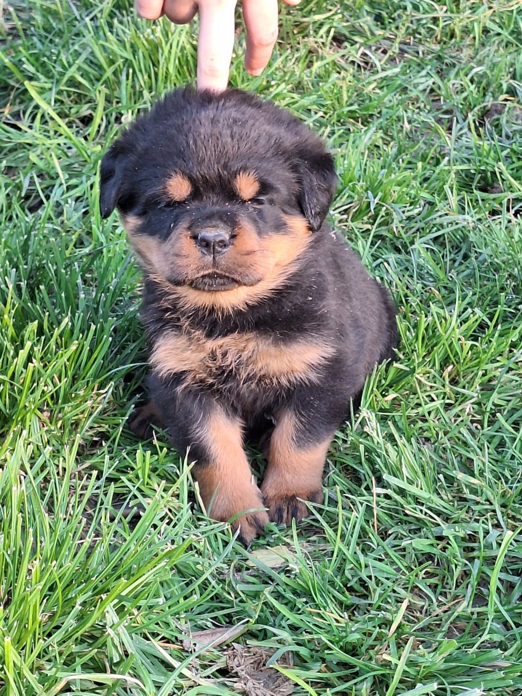 Femelle collier orange