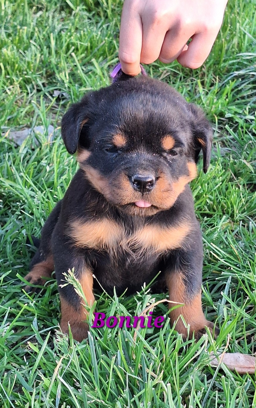 Femelle collier violet