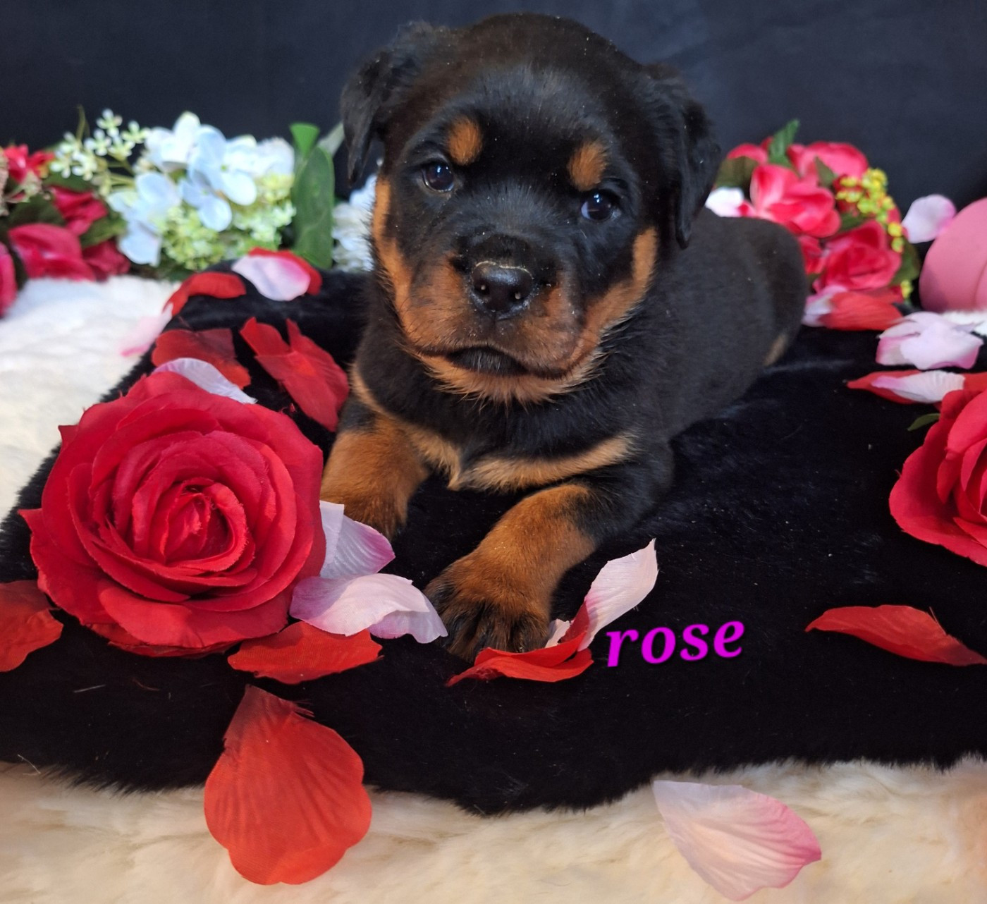 Femelle collier rose