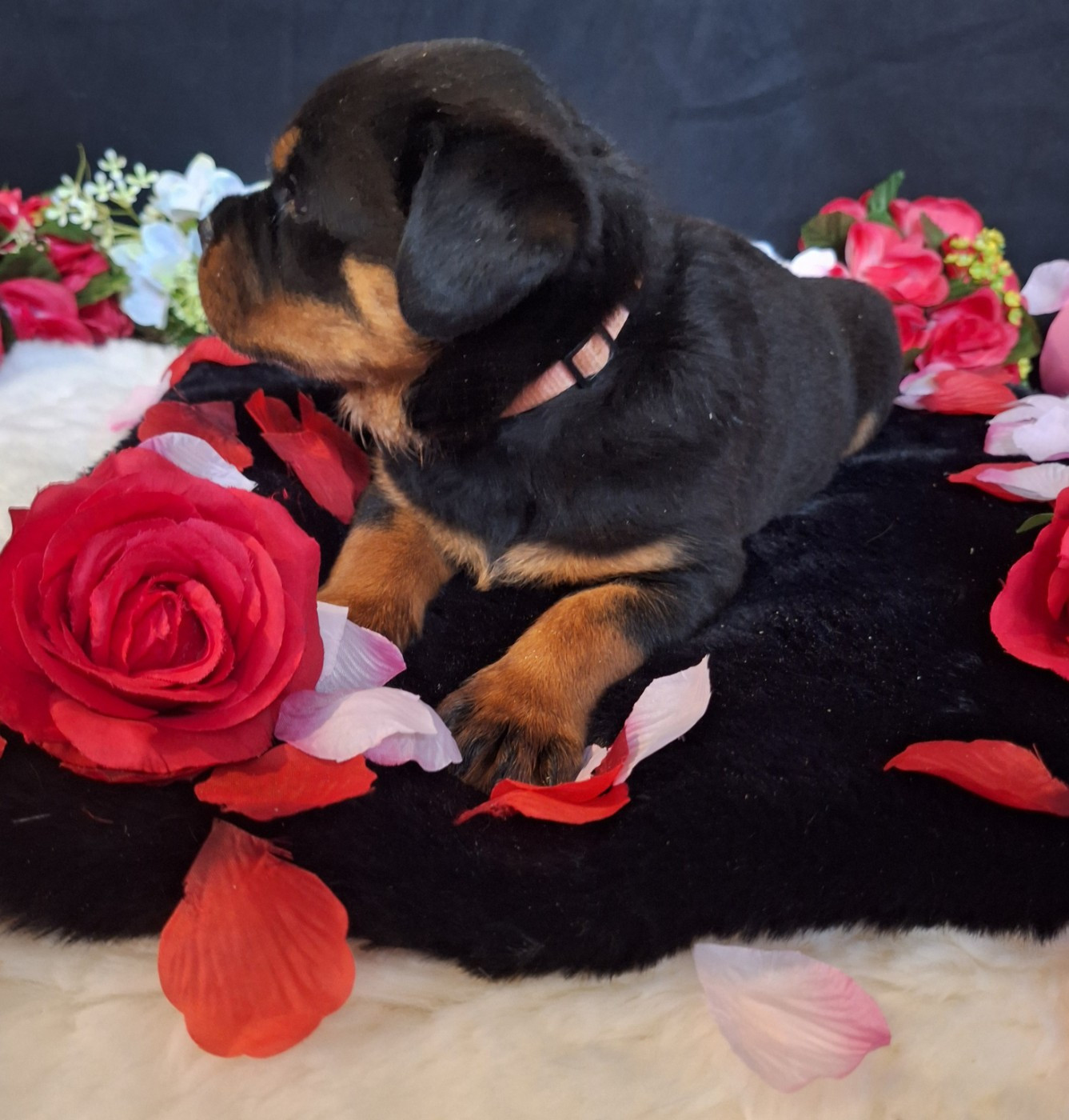 Femelle collier rose