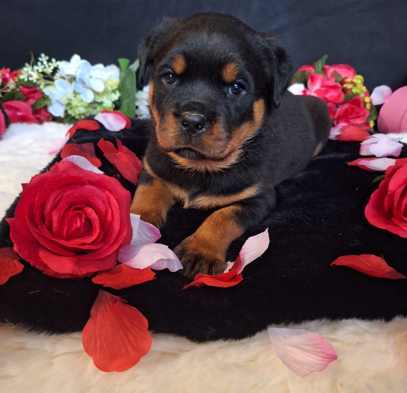 Femelle collier rose