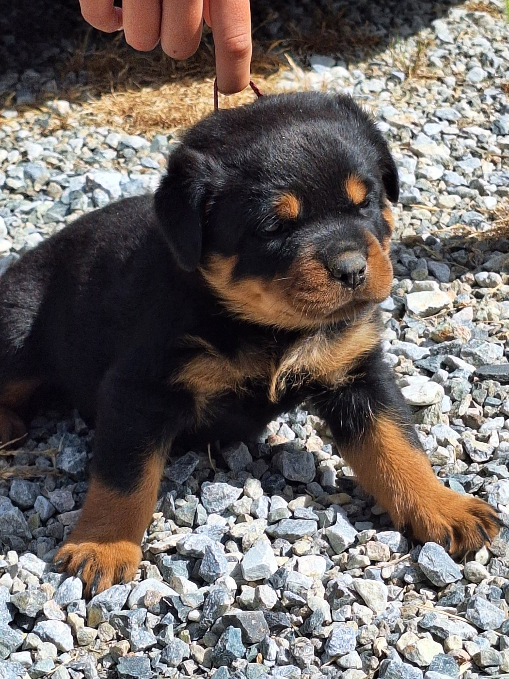 Bijoux