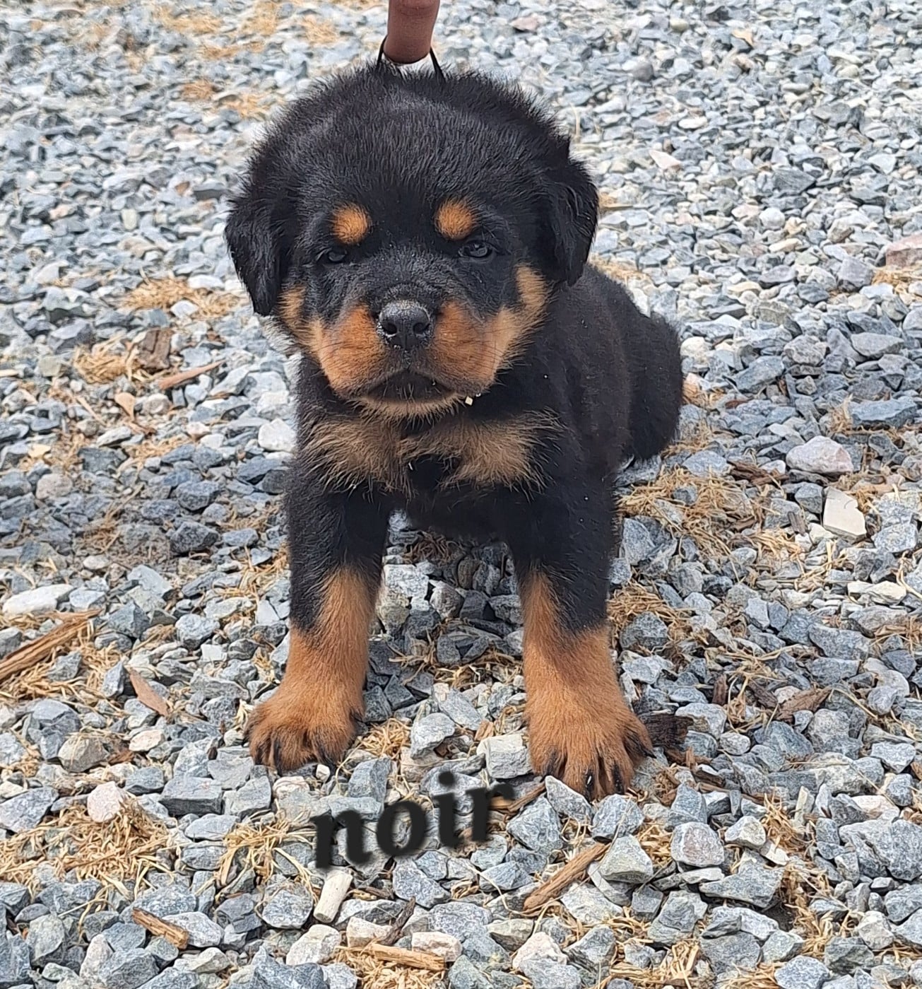 CHIOT 9