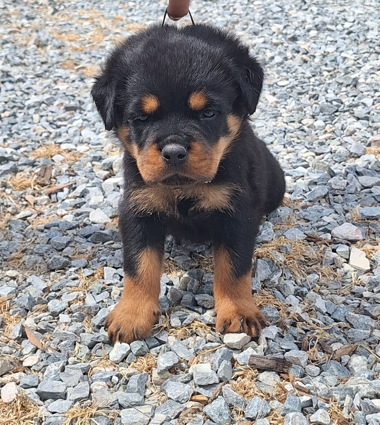 CHIOT 9