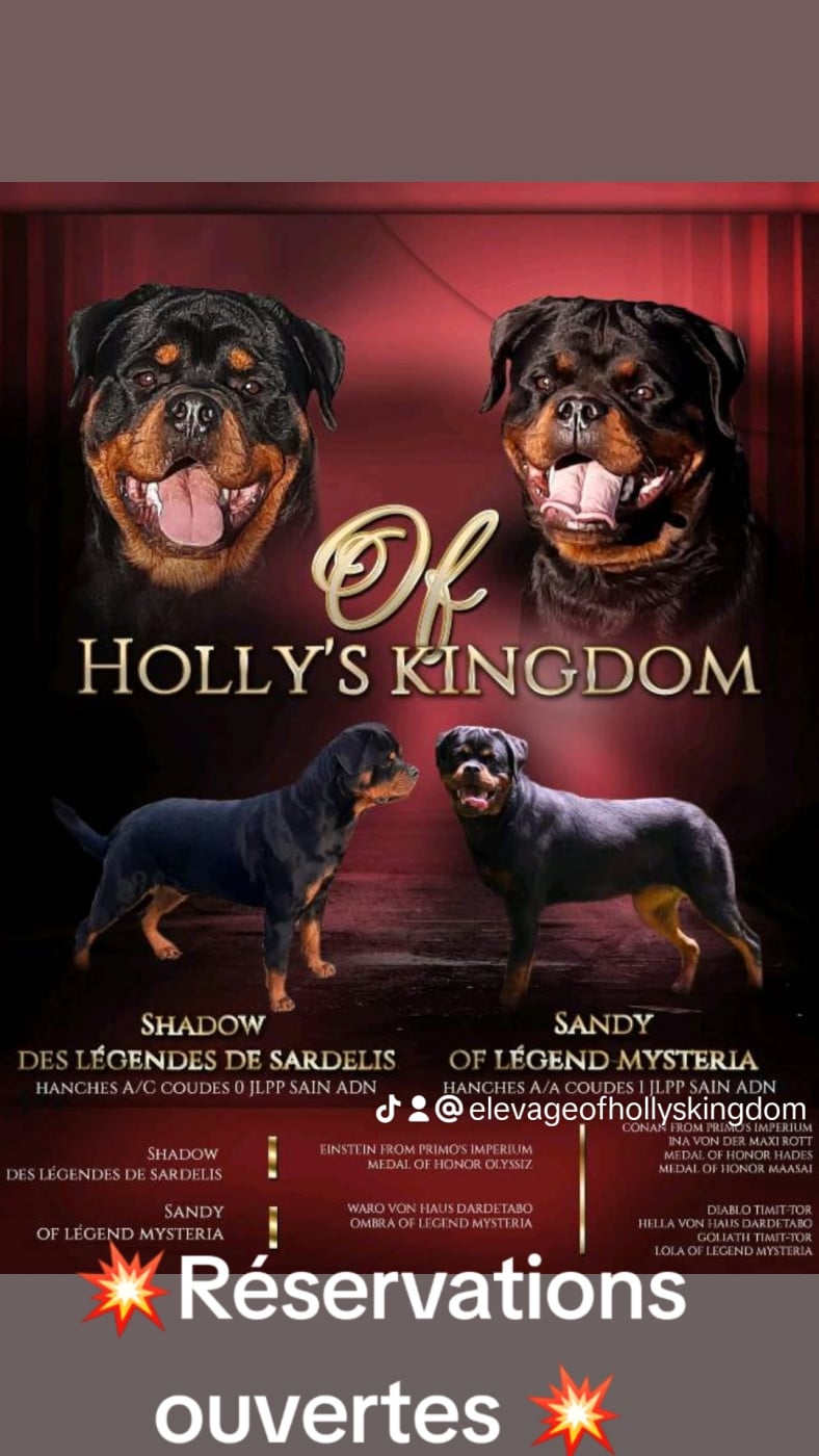femelle collier rose - Rottweiler