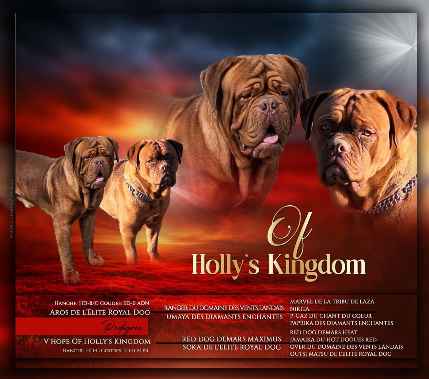 Chiot N°1 - Dogue de Bordeaux